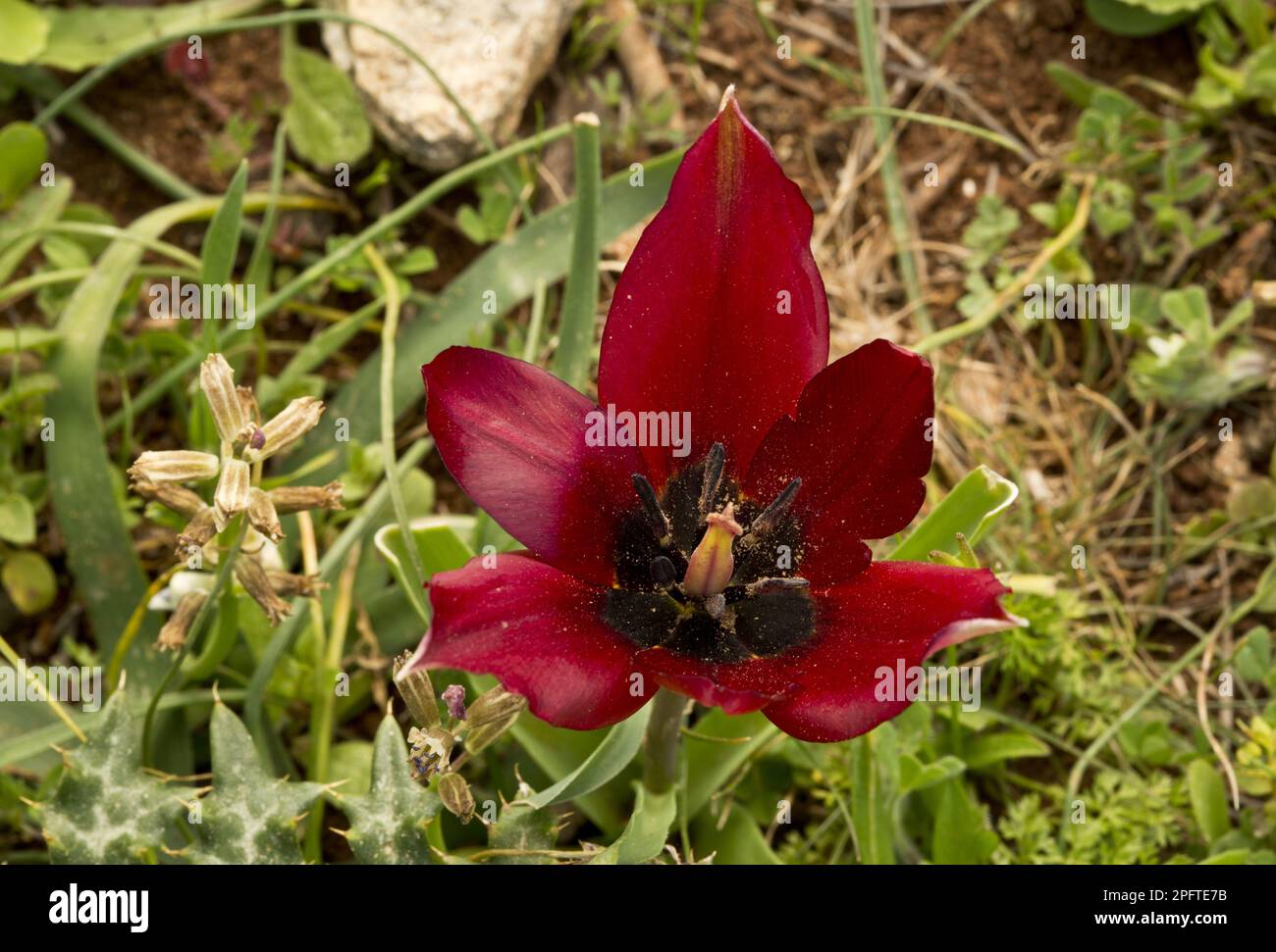 Cypriot tulip (Tulipa cypria) in flower, Cyprus Stock Photo