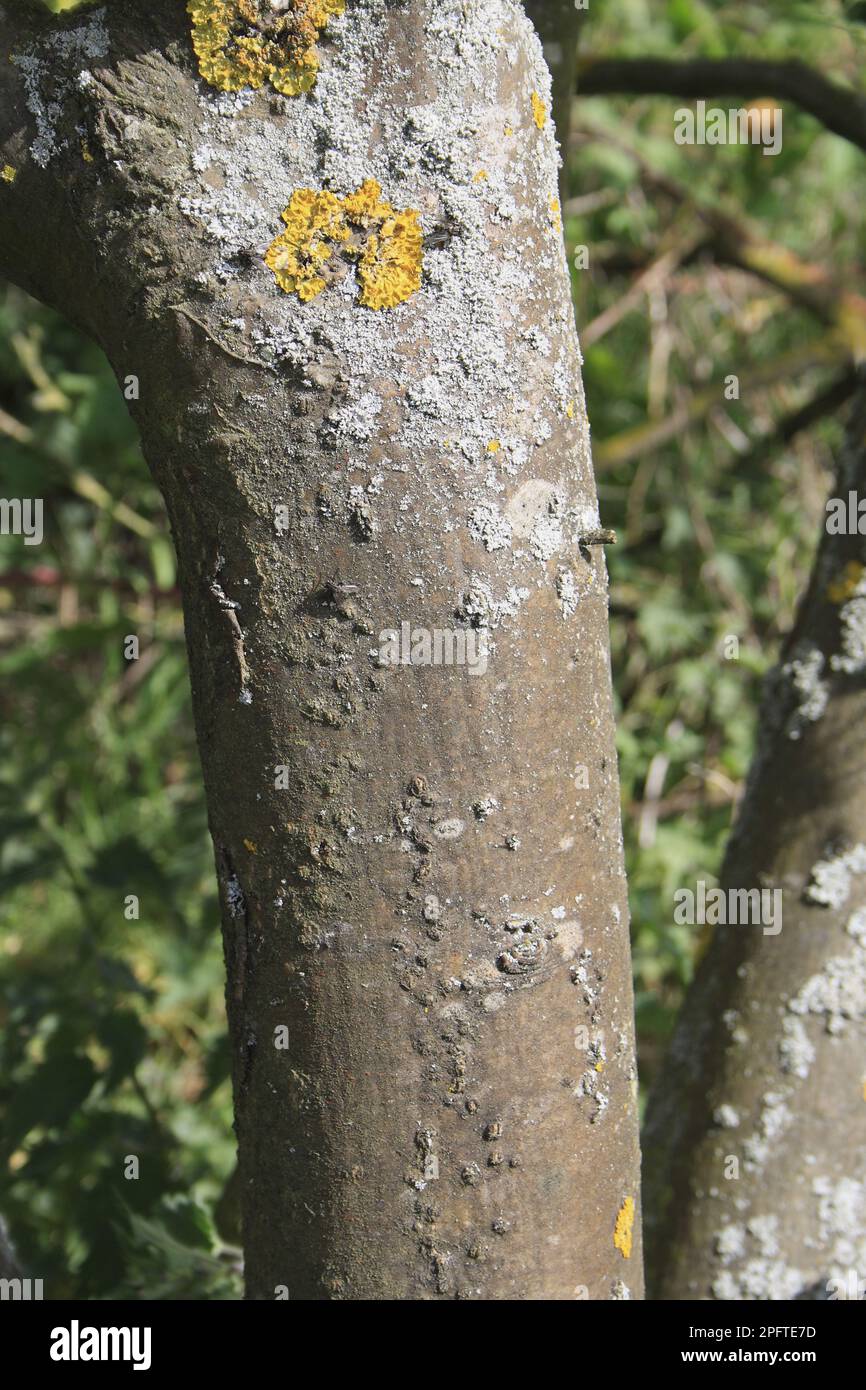 Golden rain (Laburnum anagyroides) introduced species, close-up of stem, Bacton, Suffolk, England, United Kingdom Stock Photo