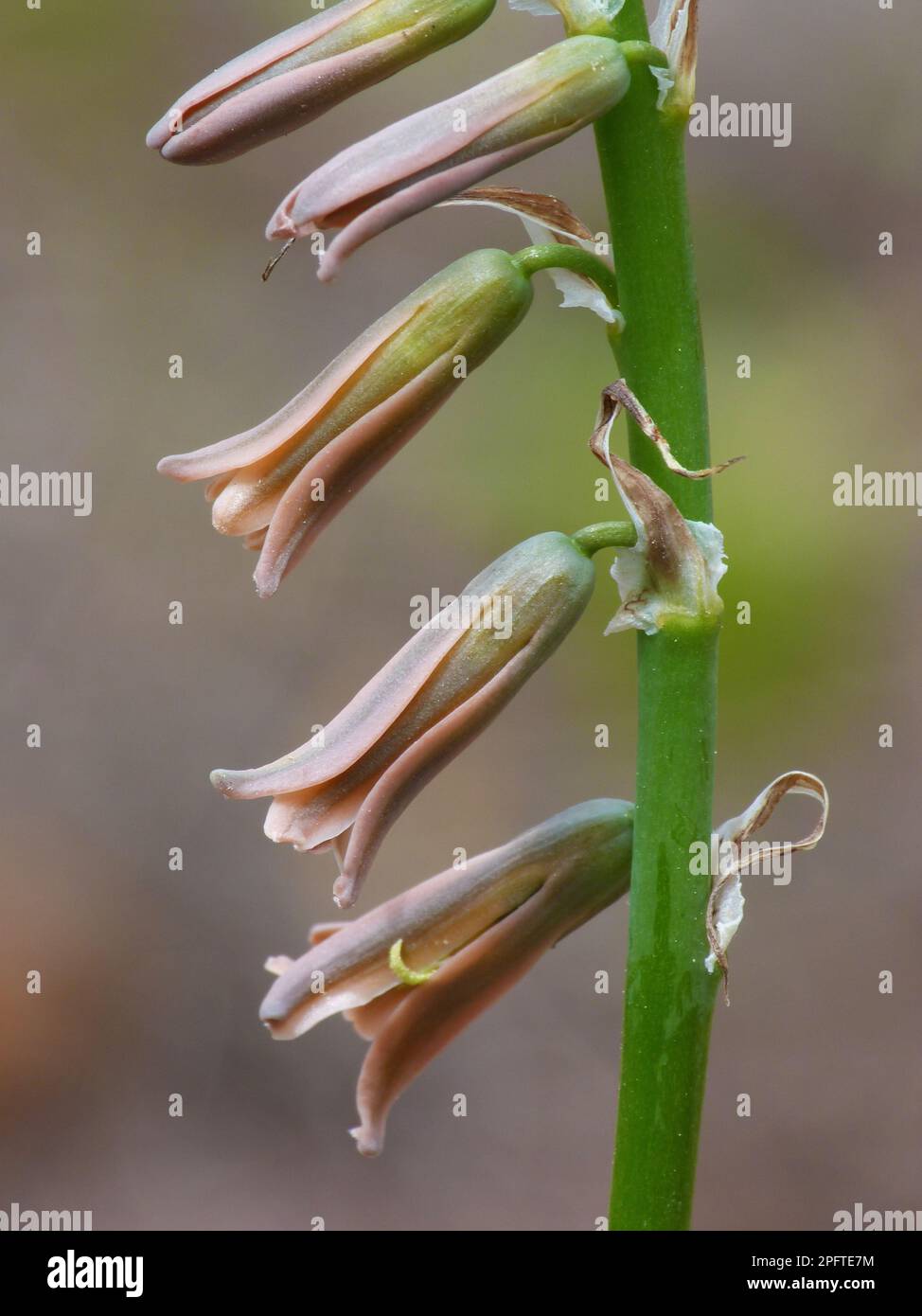 Brown bluebell (Dipcadi serotina) Close-up of flowering stem, grows in pine forests, Andalusia, Spain Stock Photo