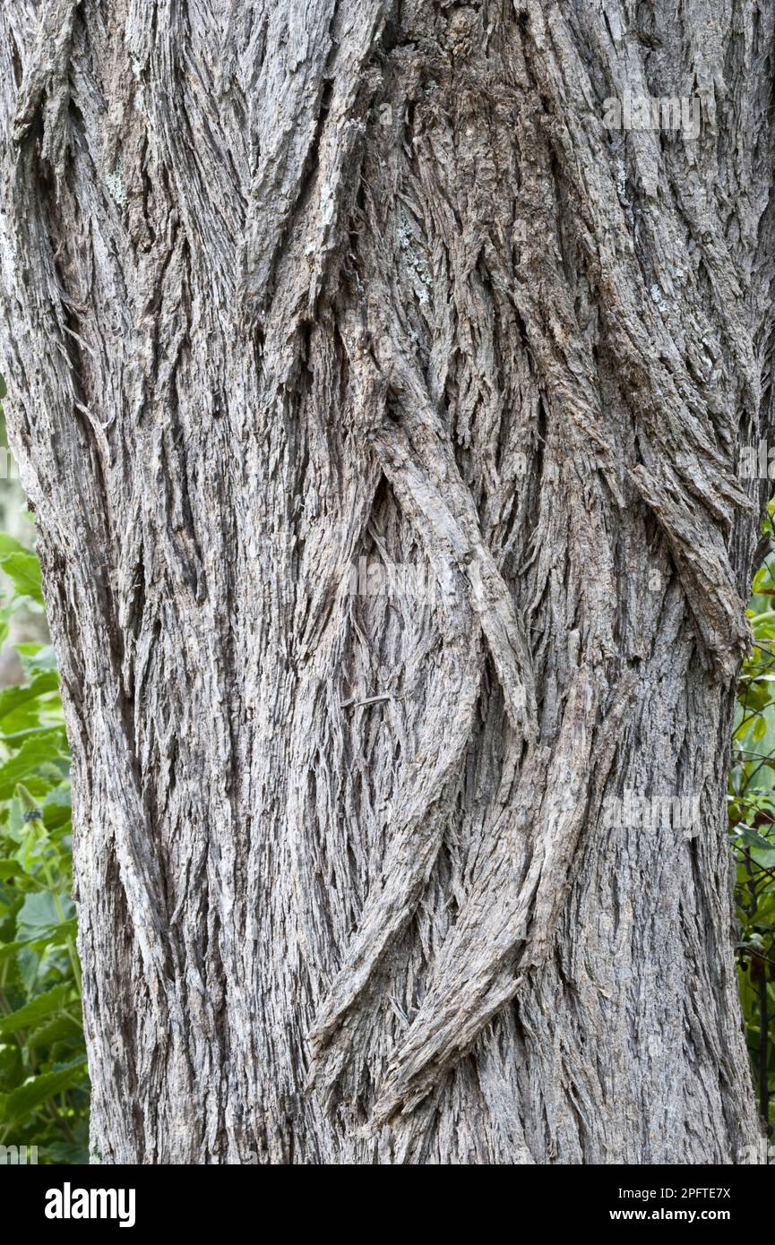 Camelthorn tree (Acacia erioloba) close-up of stem, Kirstenbosch National Botanical Garden, Cape Town, Western Cape, South Africa Stock Photo