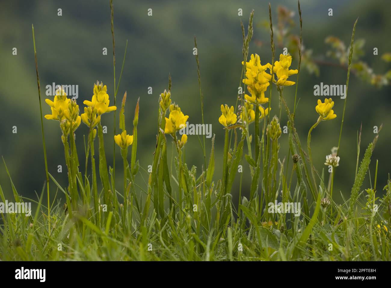 Sagittale, Cytisus sagittalis, Common Winged broom (Genista), Butterworts, Winged Broom (Chamaespartium sagittale) flowering, Piatra Craiulu Stock Photo