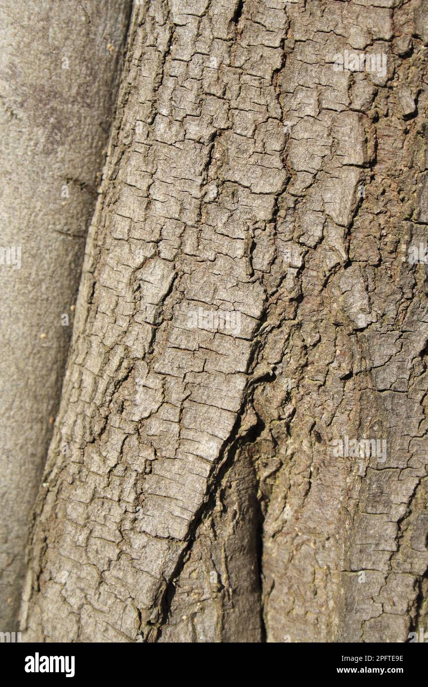 Silver wattle (Acacia dealbata) close-up of bark, growing in garden, Bembridge, Isle of Wight, England, United Kingdom Stock Photo