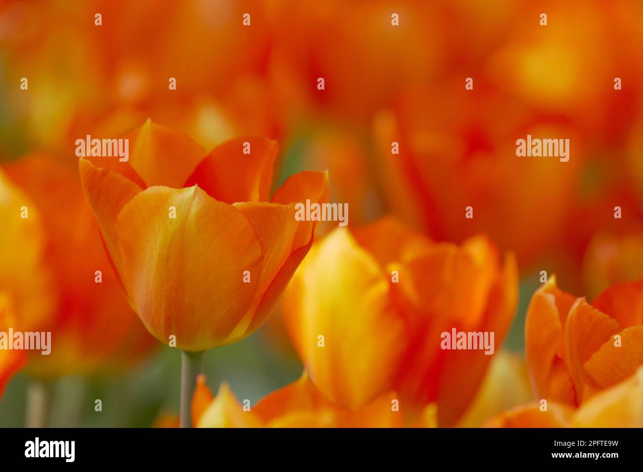 Tulip (Tulipa sp.) 'Lightning Sun', flowering, Keukenhof Gardens, South Holland, Netherlands