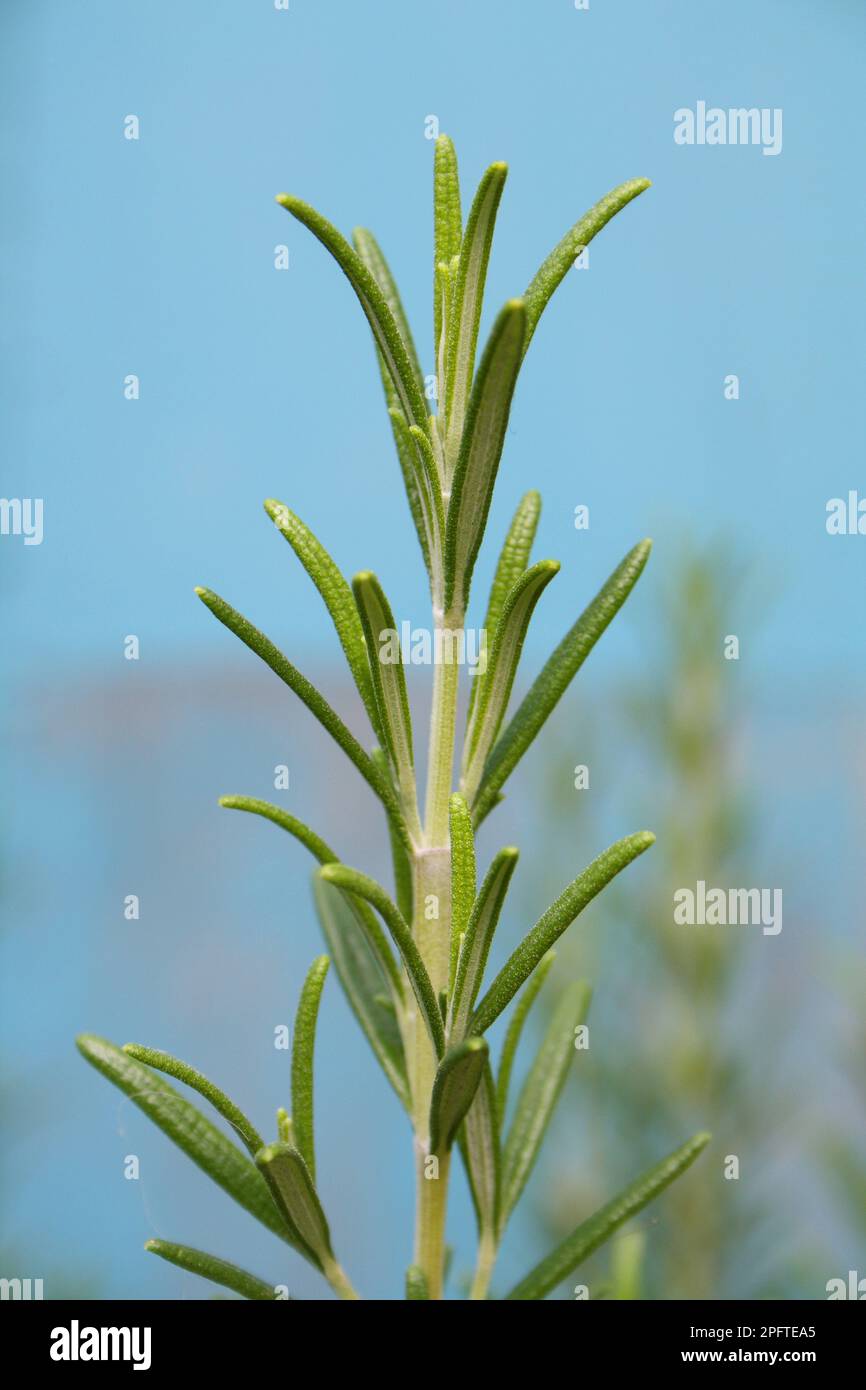 Rosemary (Rosmarinus officinalis) close-up of leaves, in the garden, Suffolk, England, United Kingdom Stock Photo