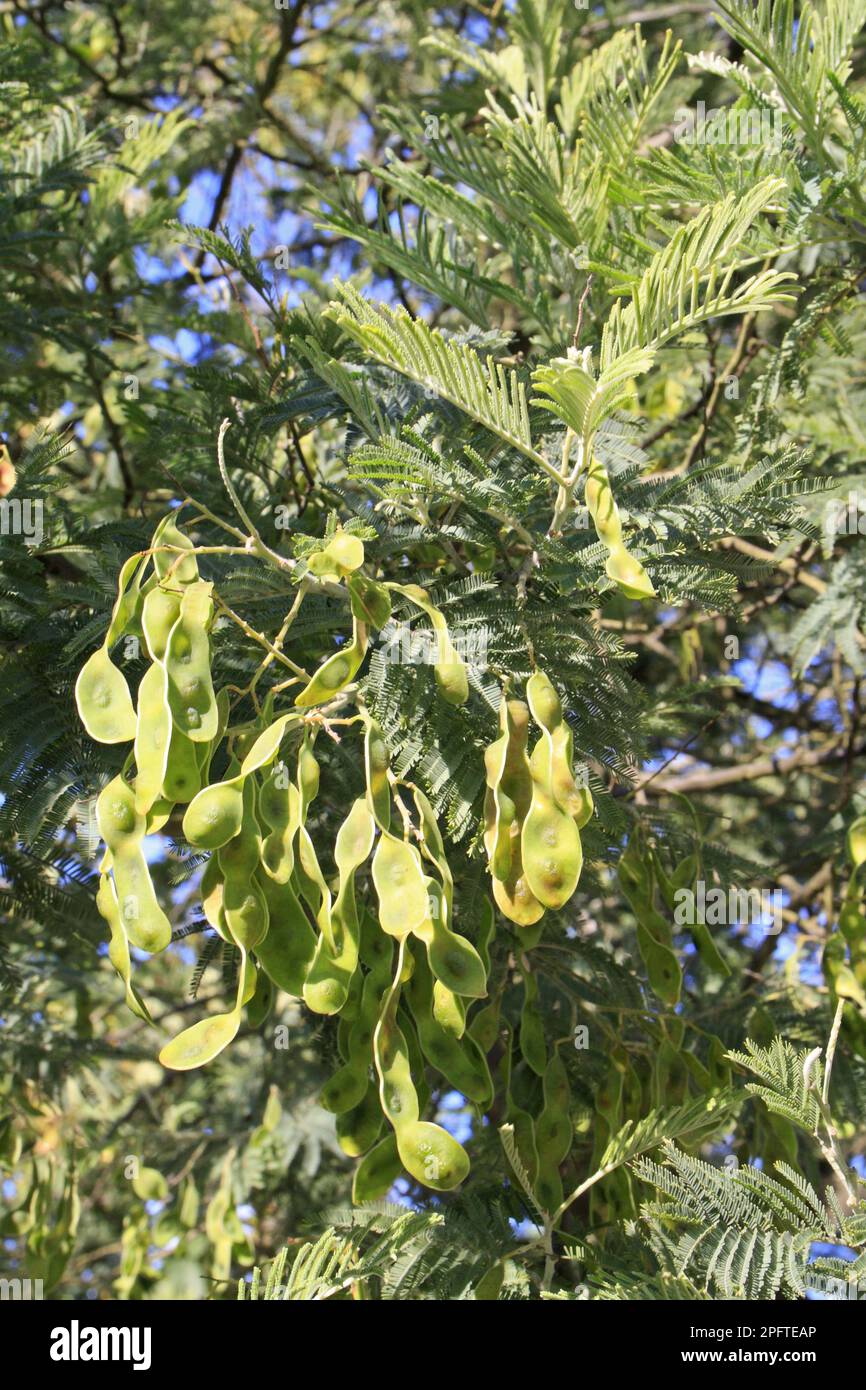 Silver wattle (Acacia dealbata) close-up of fruit and leaves, growing in garden, Bembridge, Isle of Wight, England, United Kingdom Stock Photo