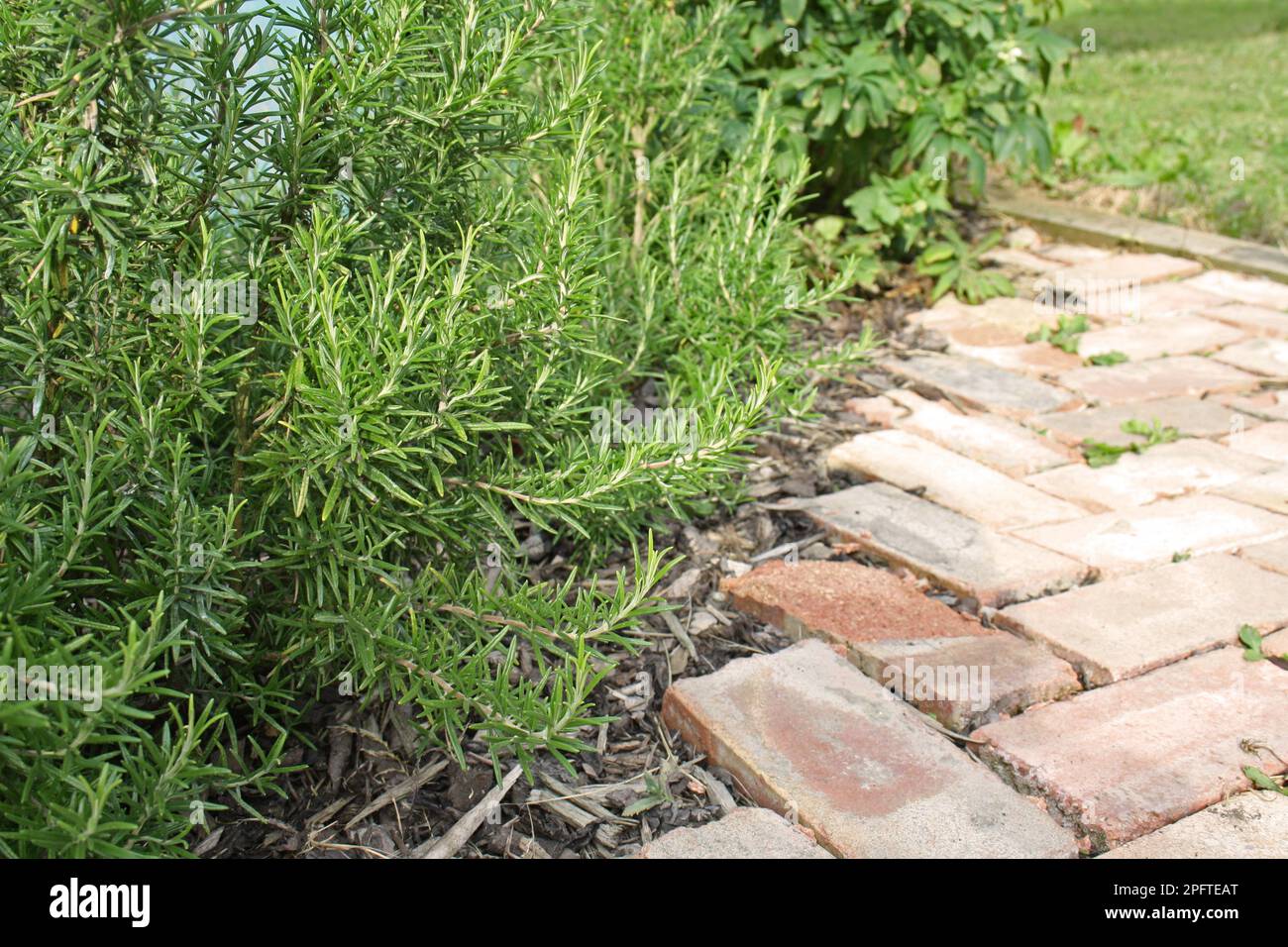 Rosemary (Rosmarinus officinalis) leaves, growing on the edge of a brick garden path, Suffolk, England, United Kingdom Stock Photo