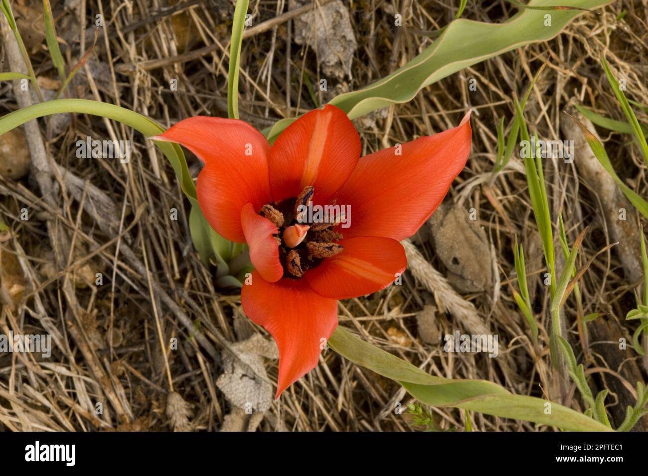 Small early flowering tulip (Tulipa armena ssp. lycica) flowering, Bey Dagi, Antalya Province, South Turkey Stock Photo
