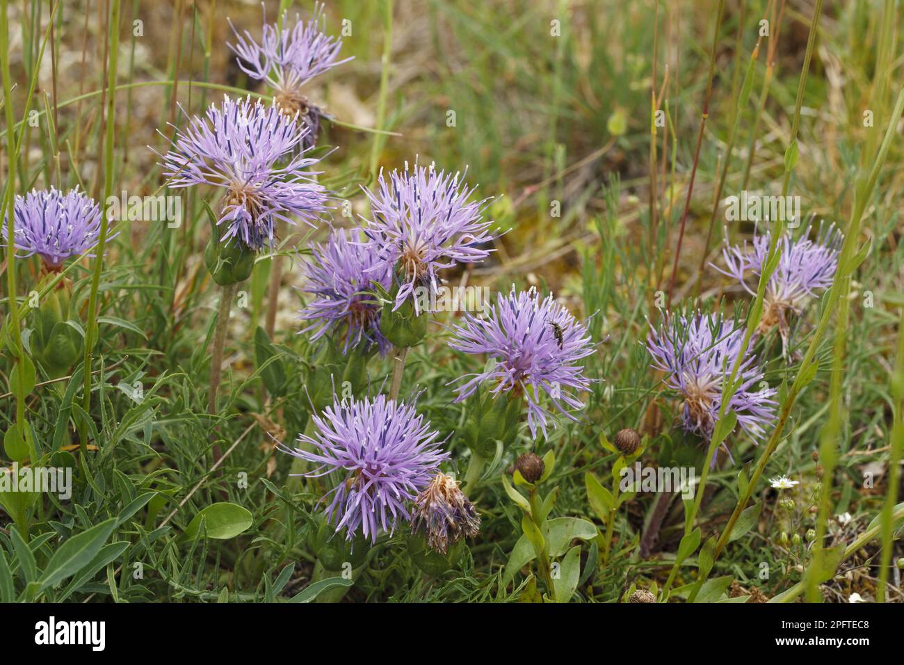 Cardoncelle (Carduncellus mitissimus) flowering, Causse de Gramat, Massif Central, Lot region, France Stock Photo