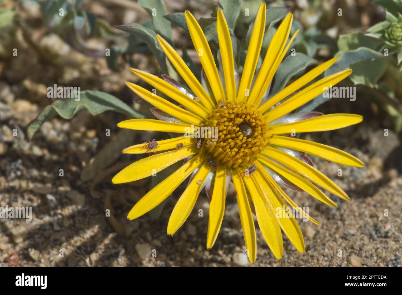Chaetanthera (Chaetanthera limbata) close-up of flower, with mites on petals, east of Punta de Los Burros, Atacama Desert, Chile Stock Photo