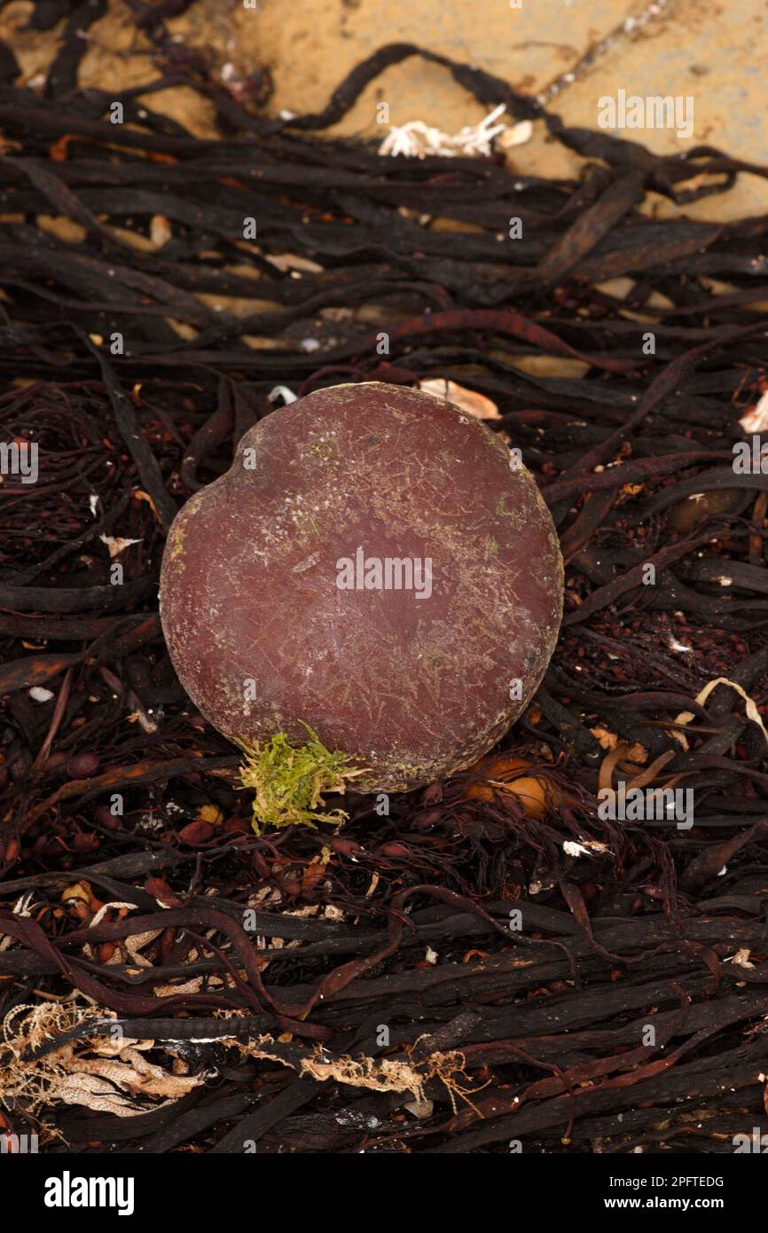 Sea Bean (Entada gigas) seed, washed up on beach, Broad Bench