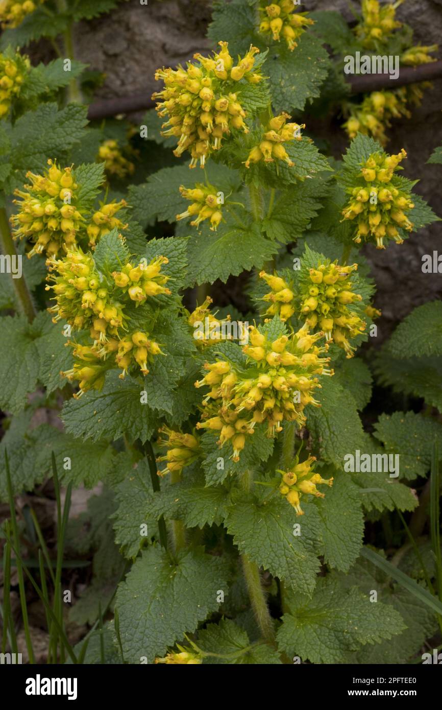 Poppy seed flower, Golden-flowered brownwort, Pharyngeal flower, Golden Figwort (Scrophularia chrysantha) flowering, Caucasus, Georgia, spring Stock Photo