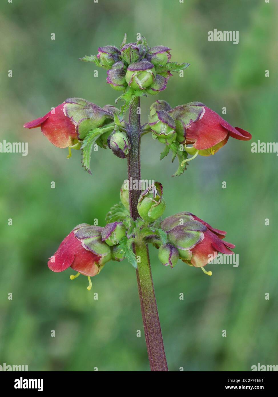 Three-leaved Brownroot (Scrophularia trifoliata), Pharyngeal, Square-stem Figwort close-up of flowers and flowerbuds, Andalucia, Spain Stock Photo