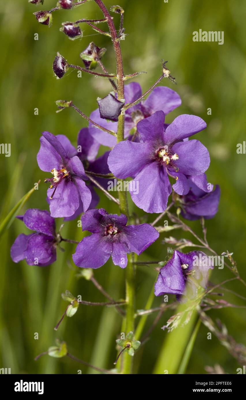 Purple mullein (Verbascum phoeniceum), purple mullein, Purple mullein, Phoenician mullein flowering, Bulgaria Stock Photo