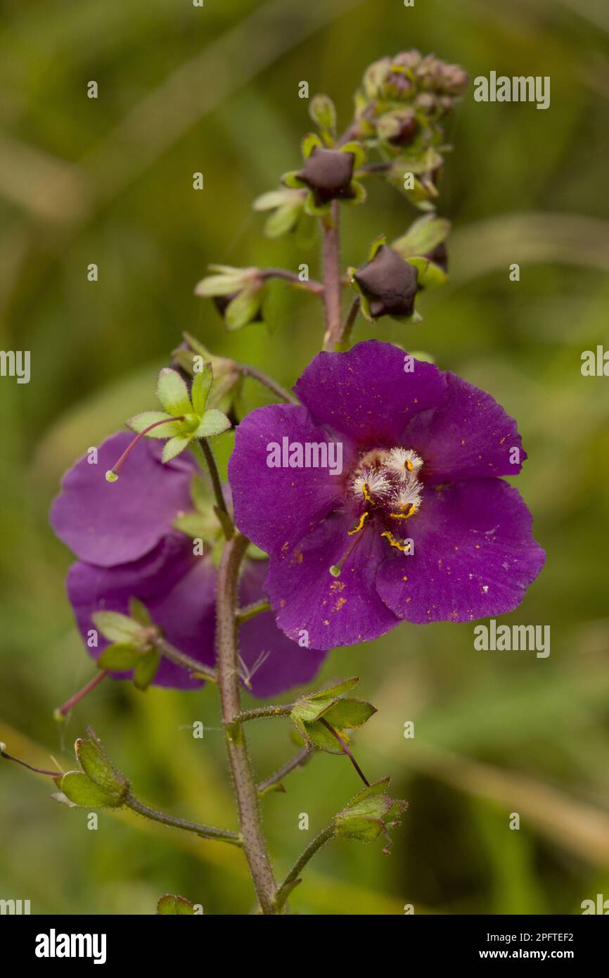 Purple mullein (Verbascum phoeniceum), purple mullein, Purple mullein close-up of flower, Hortobagy N. P. Great Plain, Eastern Stock Photo