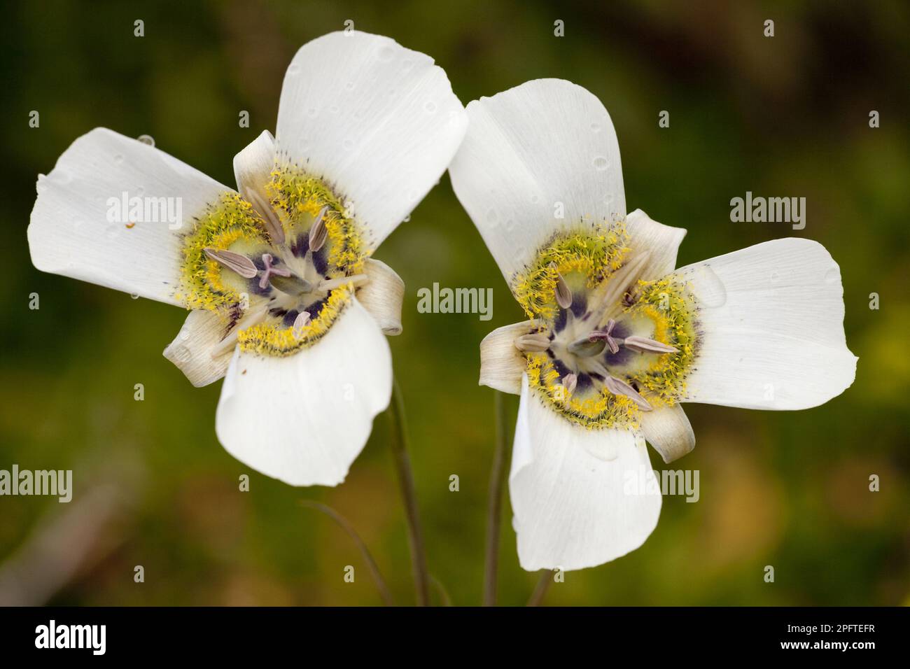 Gunnison's Mariposa Lily (Calochortus gunnisonii) close-up of flowers, near Crested Butte, Rocky Mountains, utricularia ochroleuca (U.) (U.) S. A Stock Photo