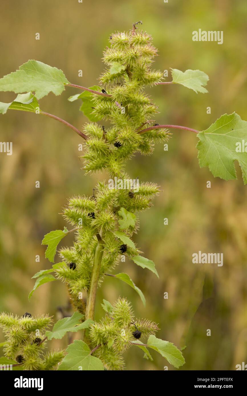 Rough cocklebur (Xanthium strumarium), Rough Cocklebur introduced weed species, with fruit, Romania Stock Photo
