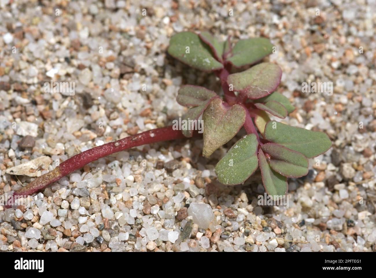 Purple Spurge (Euphorbia peplis) growing on sandy beach, La Rondinara, Corsica, France Stock Photo