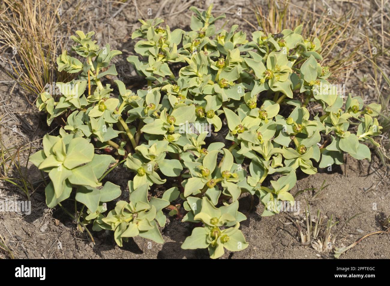 Flowering Pichoga (Euphorbia collima), Bahia Redonda, Lago Argentino, Los Glaciares N. P. Santa Cruz Province, Patagonia, Argentina Stock Photo
