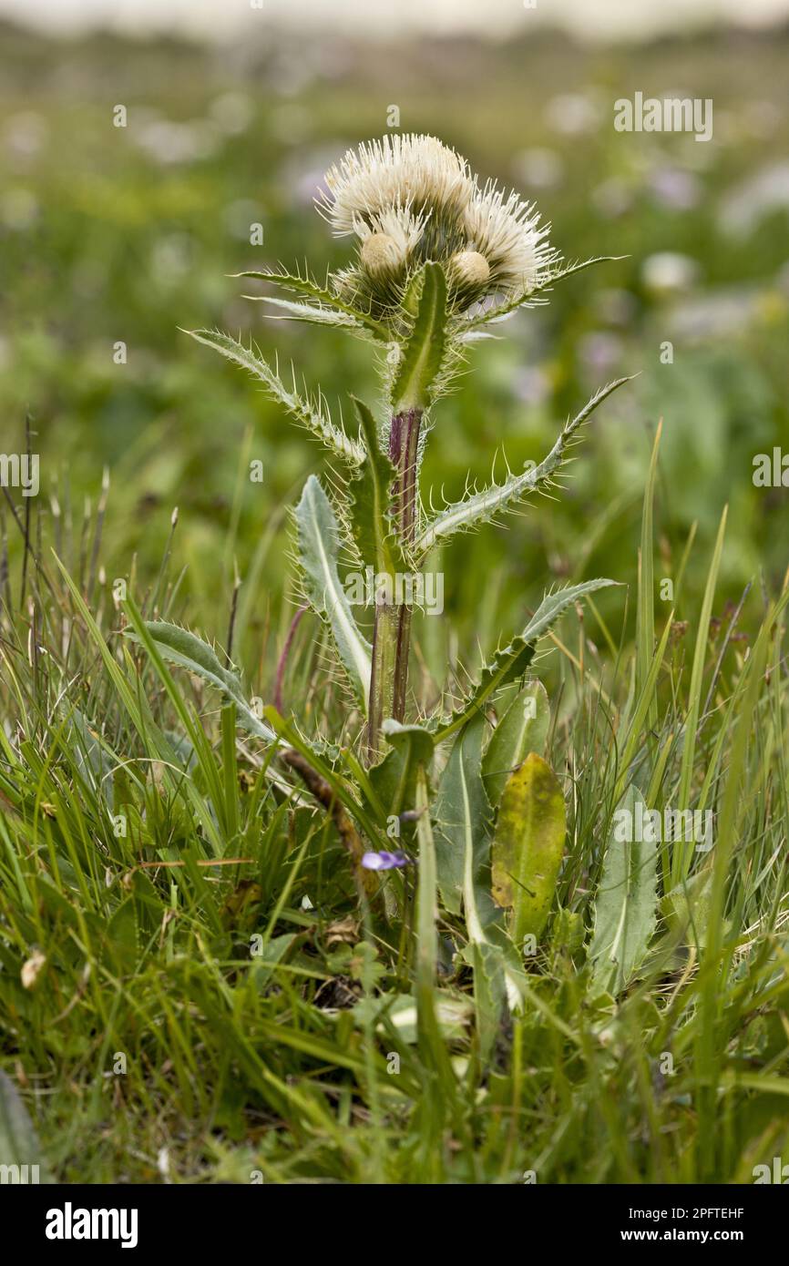 Alpine Thistle (Cirsium simplex) flowering (at 2500m), Pontic Mountains, Anatolia, Turkey Stock Photo