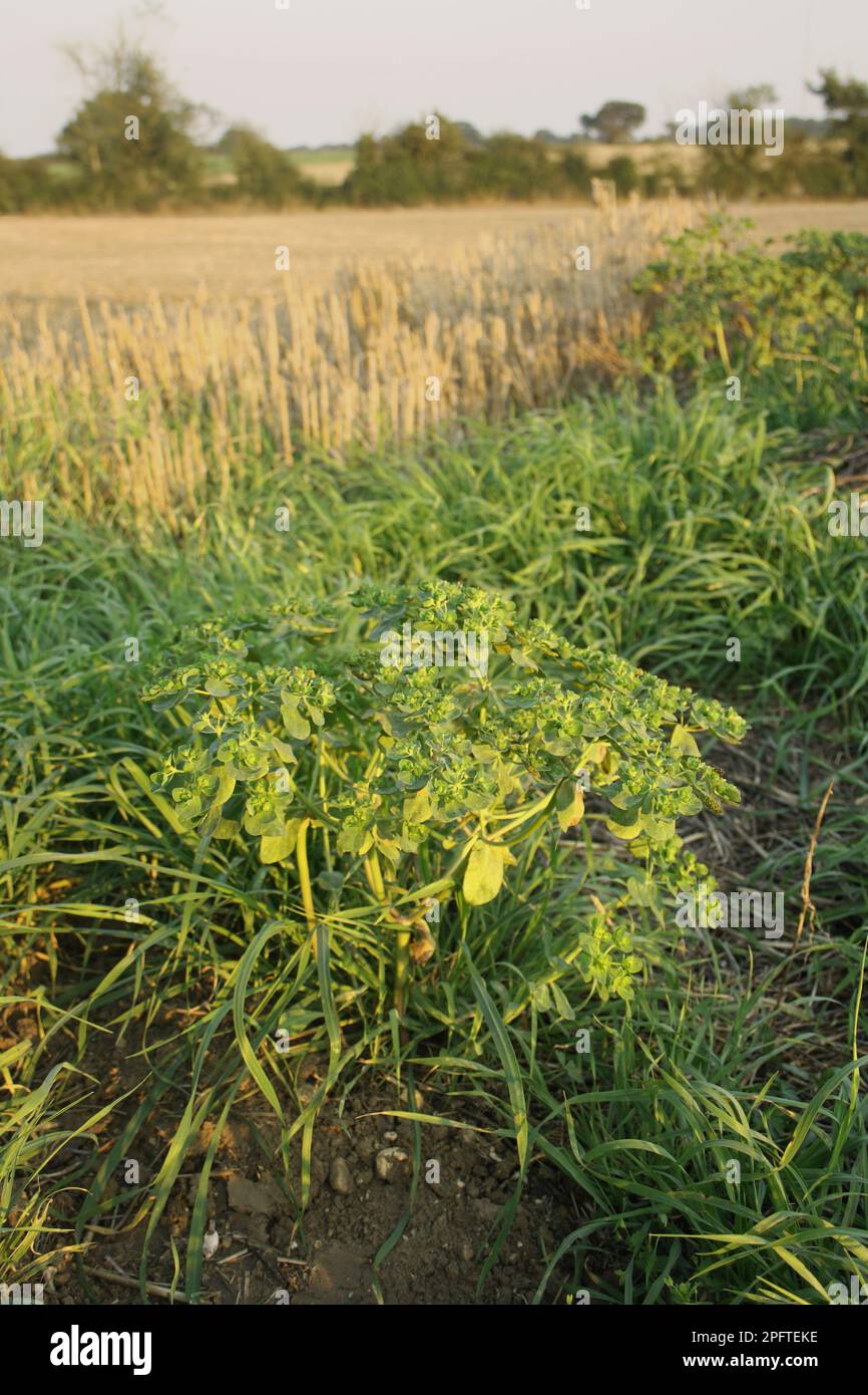 Sun spurge (Euphorbia helioscopia) in fruit, growing on a headland at the edge of a stubble field, Mendlesham, Suffolk, England, United Kingdom Stock Photo