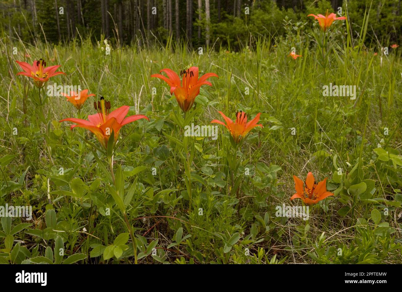 Wood lily (Lilium philadelphicum) flowers, in grassland, Rocky Mountains, Canada Stock Photo