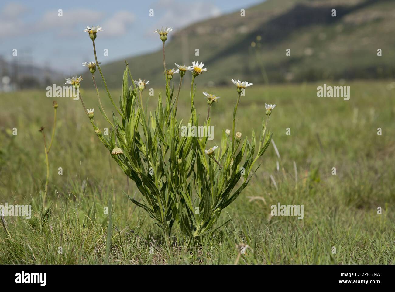 Aster (Aster pleiocephalus) flowering, growing in grassland, Wakkerstroom, Mpumalanga, South Africa Stock Photo