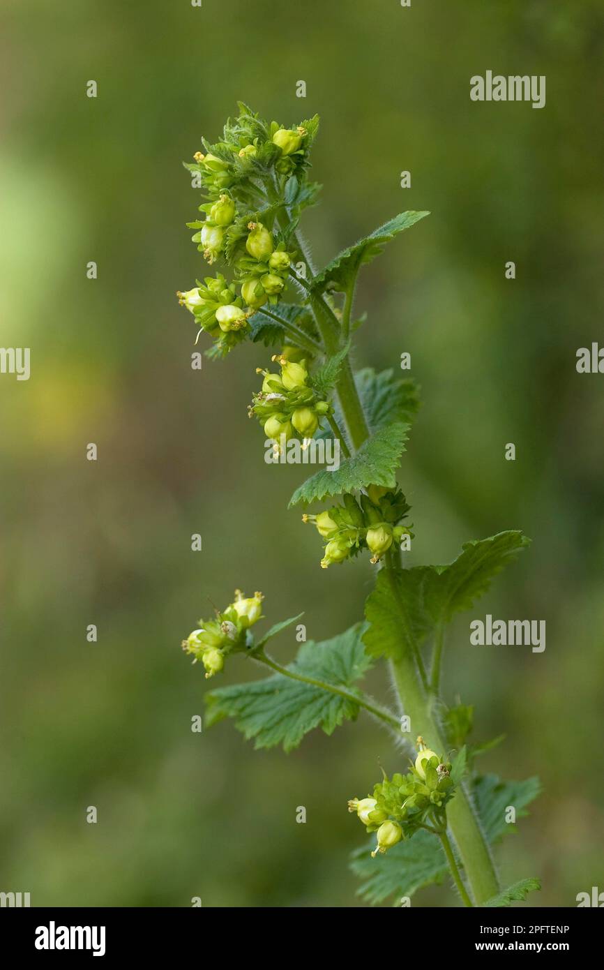 Spring brownroot (Scrophularia vernalis), Spring Brownroot, Spring Brownwort, Throatwort, Yellow Figwort flowering, Stiffkey, Norfolk, England, Great Stock Photo