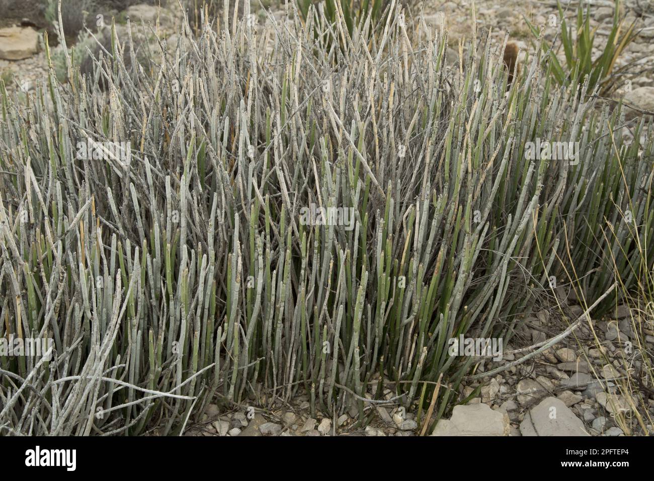 Candelilla (Euphorbia antisyphilitica) clump, growing in desert, Big Bend N. P. Chihuahuan Desert, Texas (U.) S. A Stock Photo