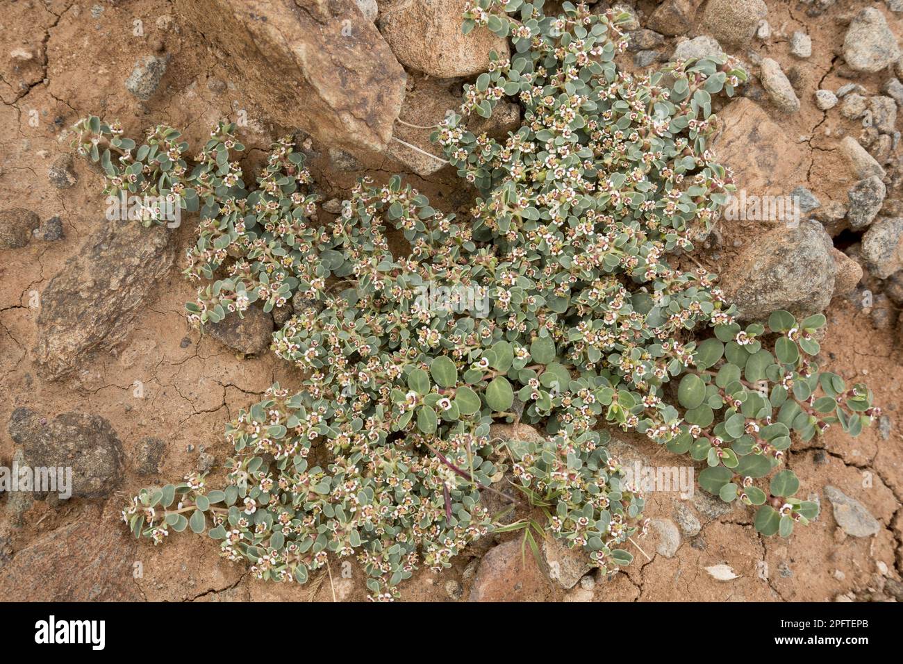 Whitemargin Sandmat (Euphorbia albomarginata) flowering, growing in arid desert, Big Bend N. P. Chihuahuan Desert, Texas (U.) S. A Stock Photo