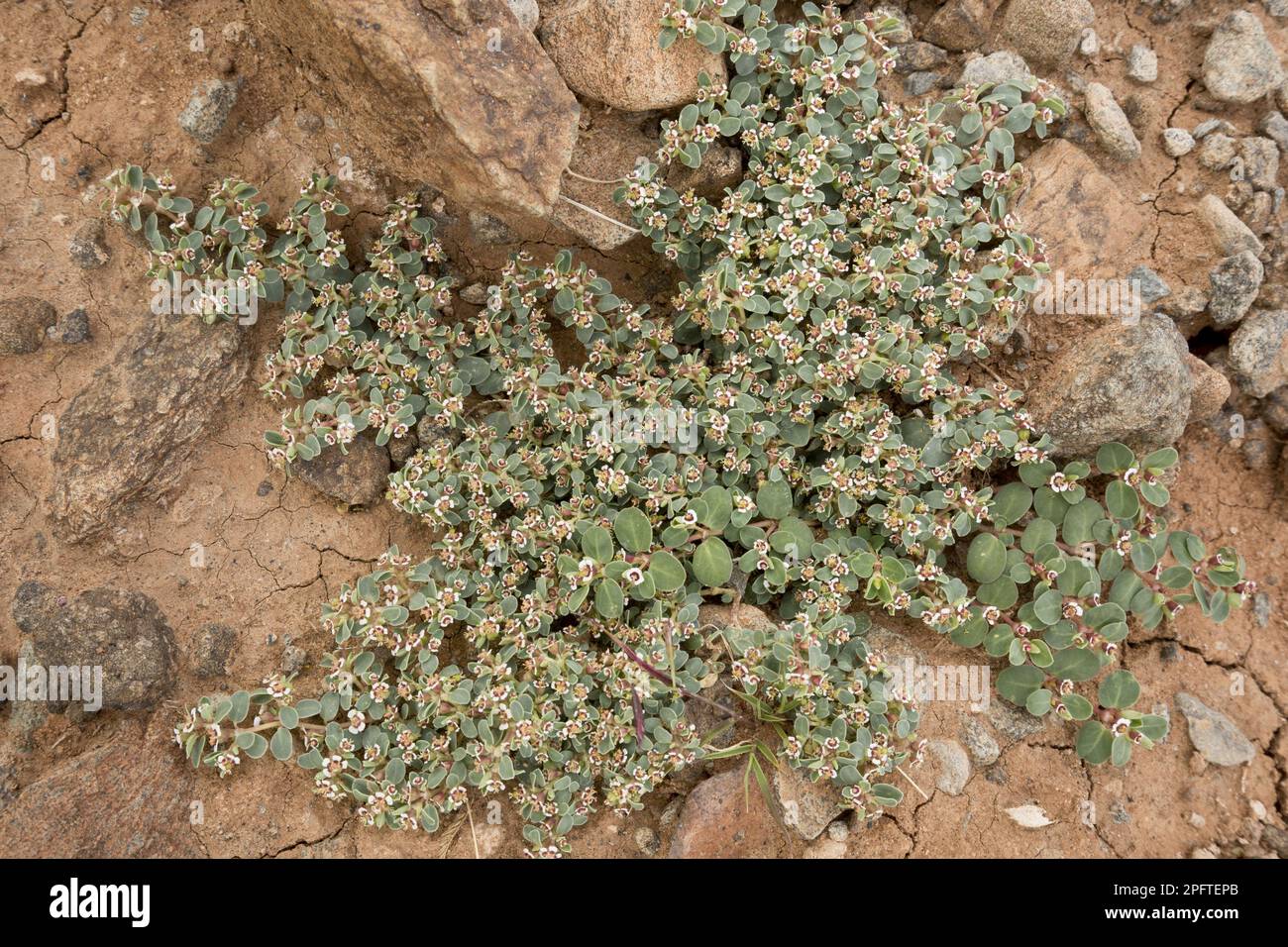 Fleur du désert de Big Bend : Fleurs : Big Bend National Park : Texas :  États-Unis 