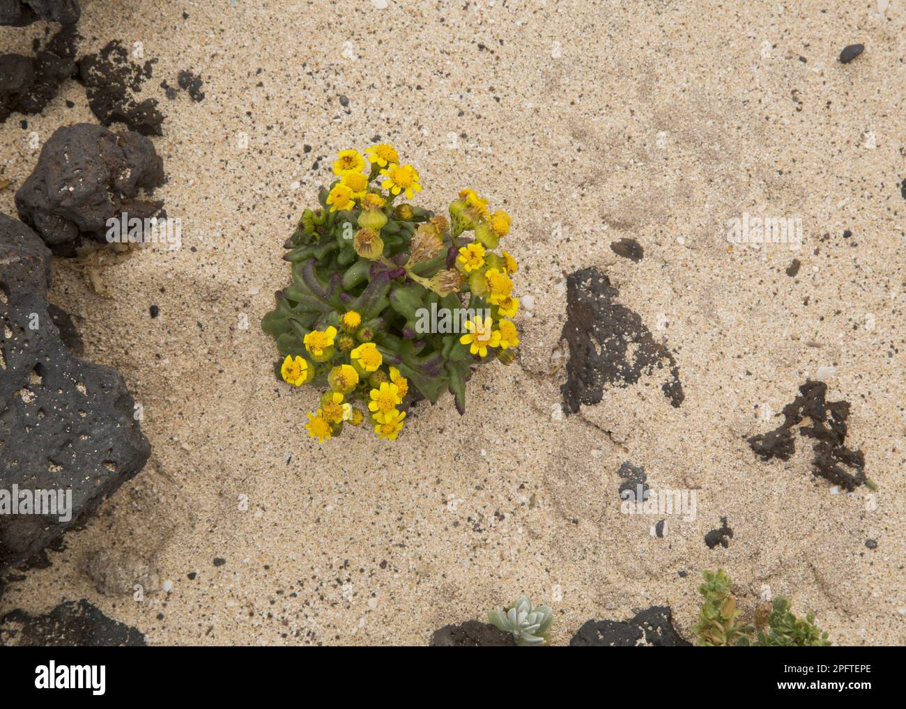 Coastal Ragwort (Senecio leucanthemifolius facifolius) flowering, growing on sand at coast, Lanzarote, Canary Islands Stock Photo