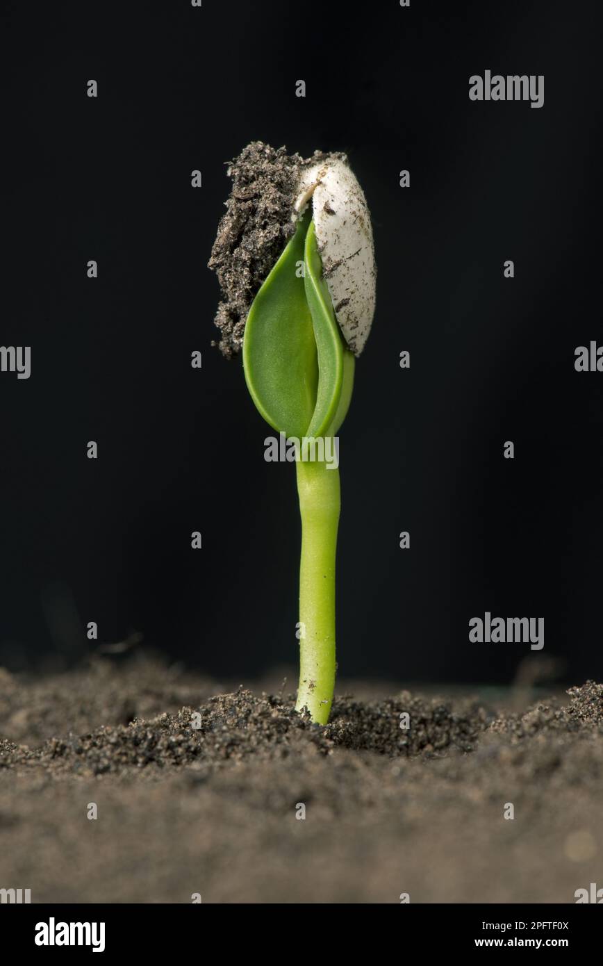 Sunflower seedling with cotyledons still enclosed in the seed coat or