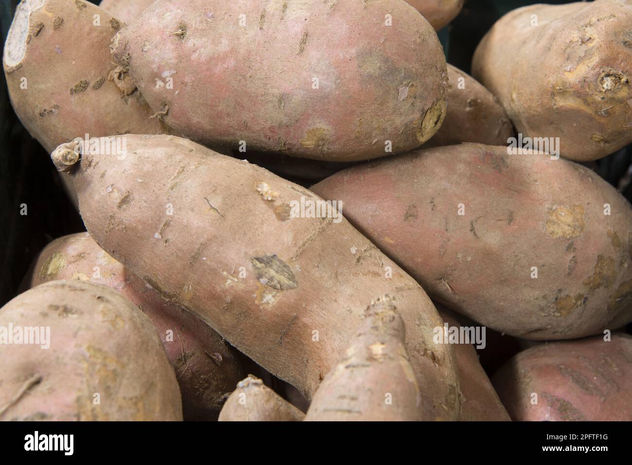 Sweet potato (Ipomoea batatas), Batate, sweet potato, Tuberous vine, Winch family, Sweet potato tubers in farm shop, Cheshire, England, United Kingdom Stock Photo