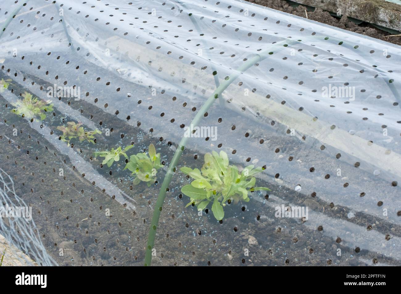 Lettuce (Lactuca sativa) growing in a polythene tunnel bell, on a vegetable patch, Lancashire, England, United Kingdom Stock Photo