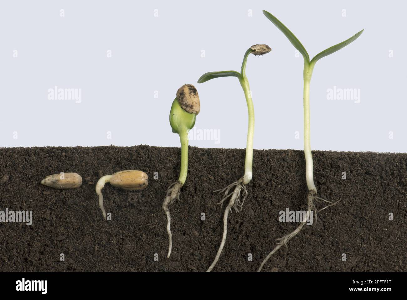 Sequence of sunflower seeds passing through different stages of germination from the subsoil to the cotyledons Stock Photo