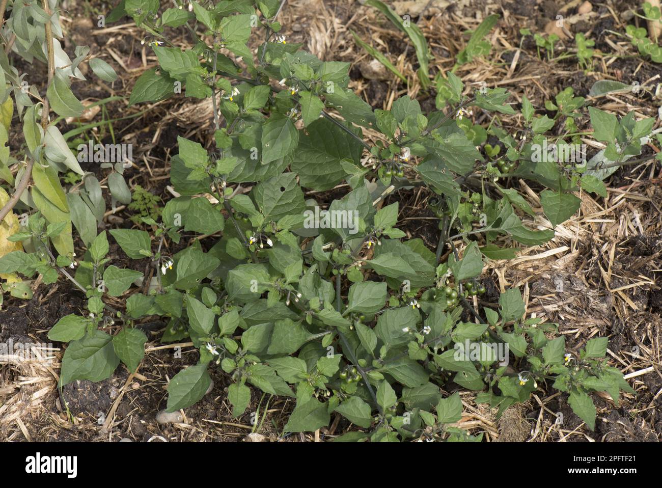 European black nightshade (Solanum nigrum), flowering plant of an annual field weed with small white flowers and immature green berries, Berkshire Stock Photo
