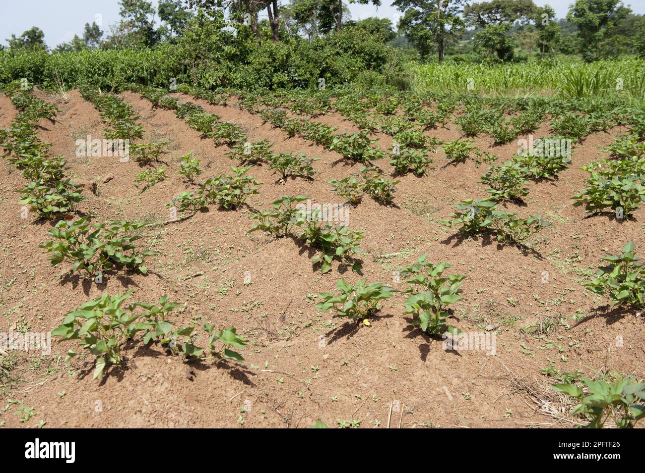 Sweet Potato (Ipomoea batatas) crop, growing in small plot, Kenya Stock