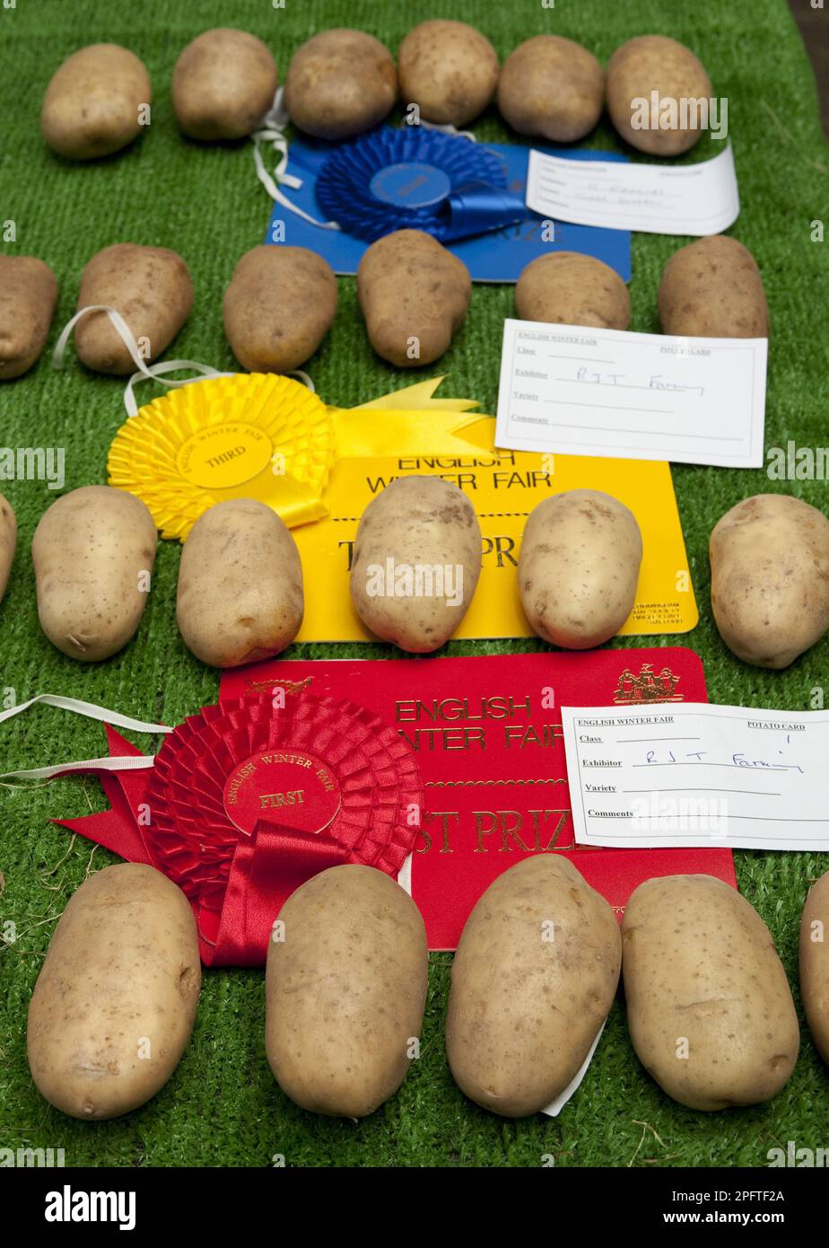 Potato, potatoes (Solanum tuberosum), Solanaceae, Potato prize winning