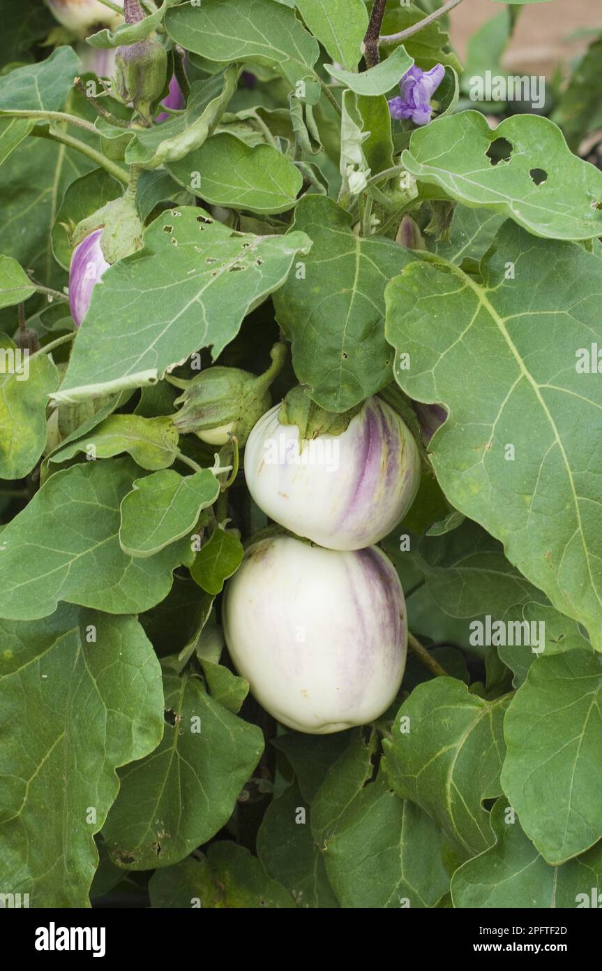 Solanum melongina, egg plant (Solanum melongena), egg plant, nightshade
