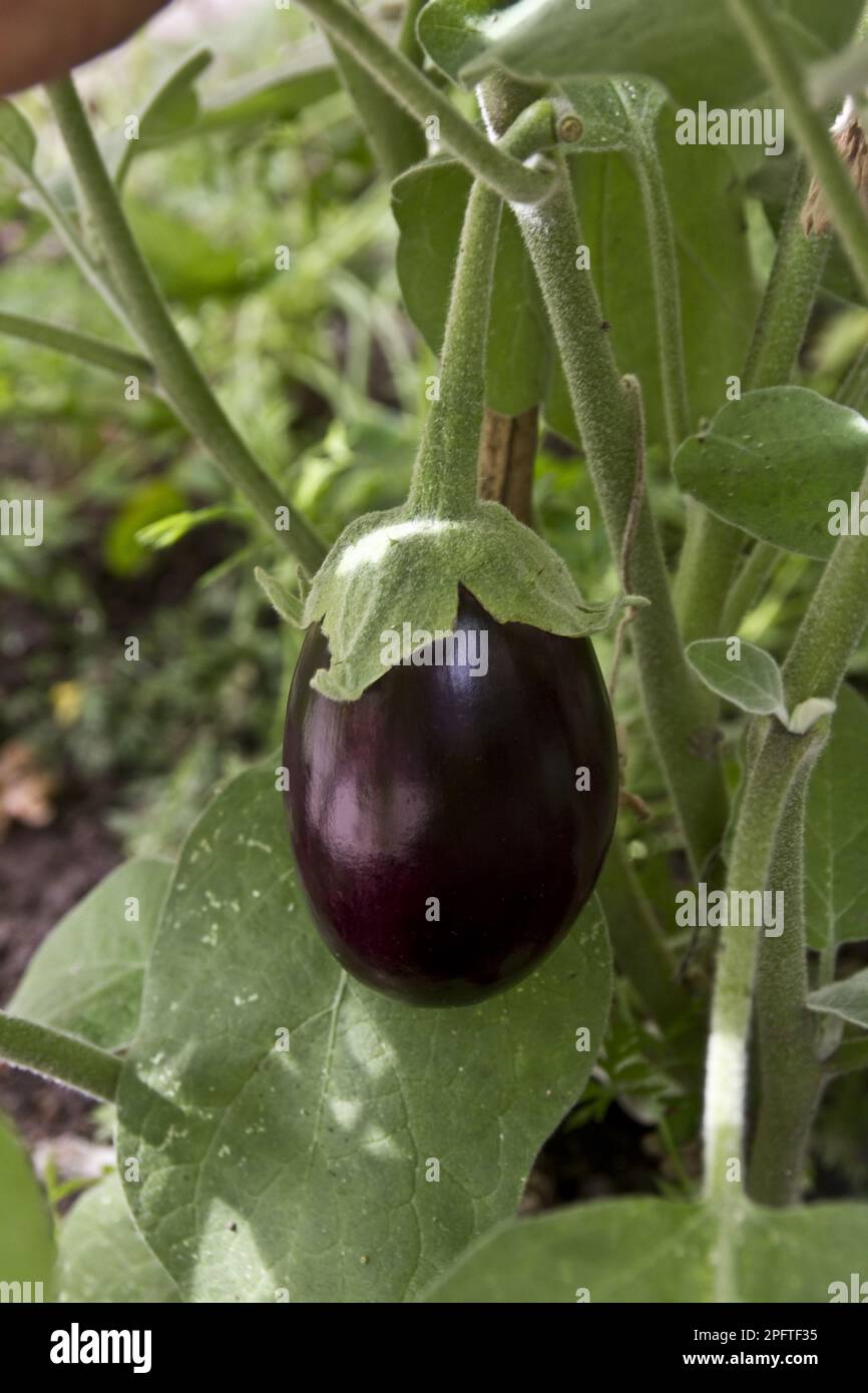 The Egg Plant Solanum Melongena Aubergine Melongene Brinjal Or Guinea Squash Is A Plant Of