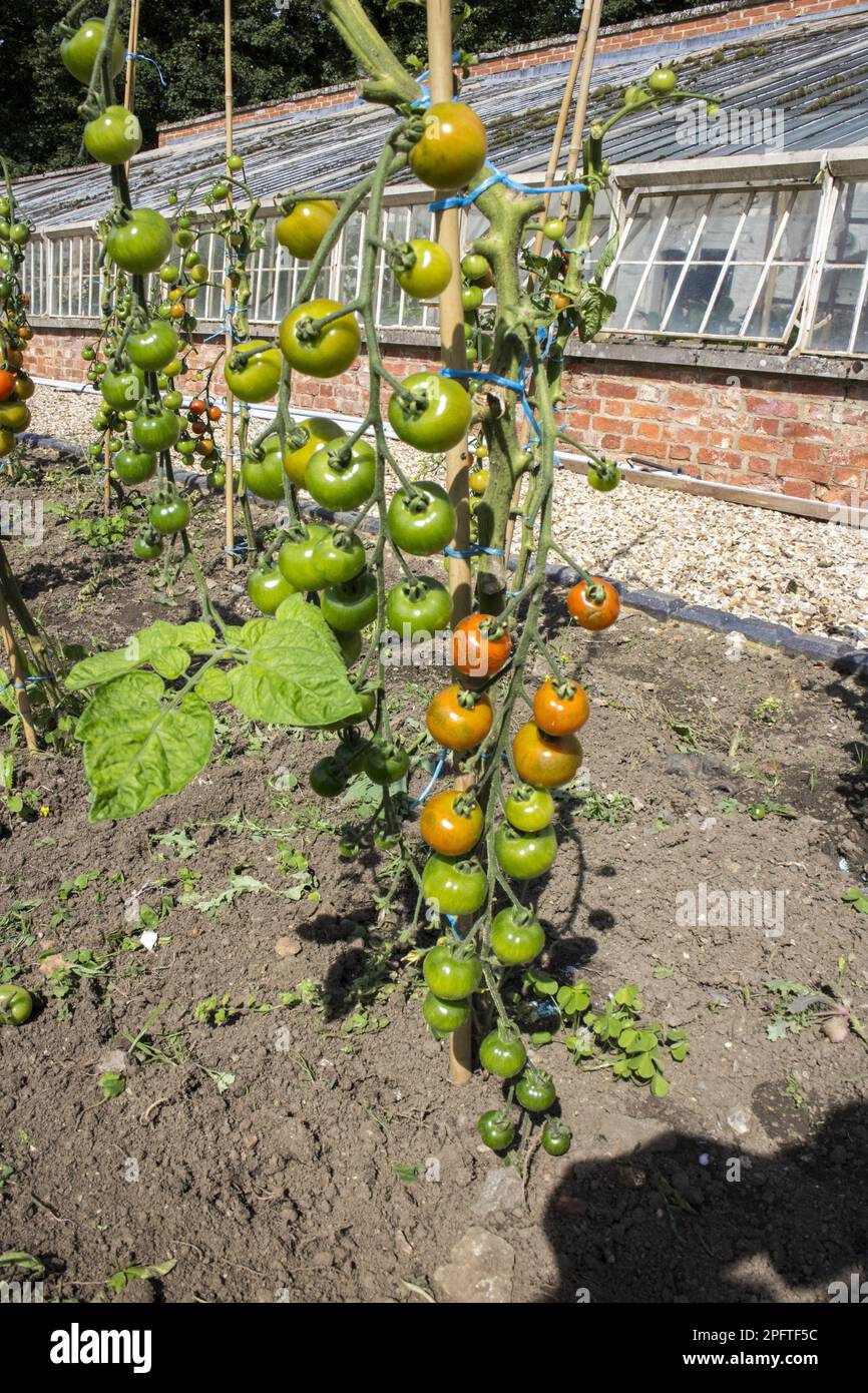 Tomato (Solanum sp.) homegrown outdoor plants, in the walled garden of