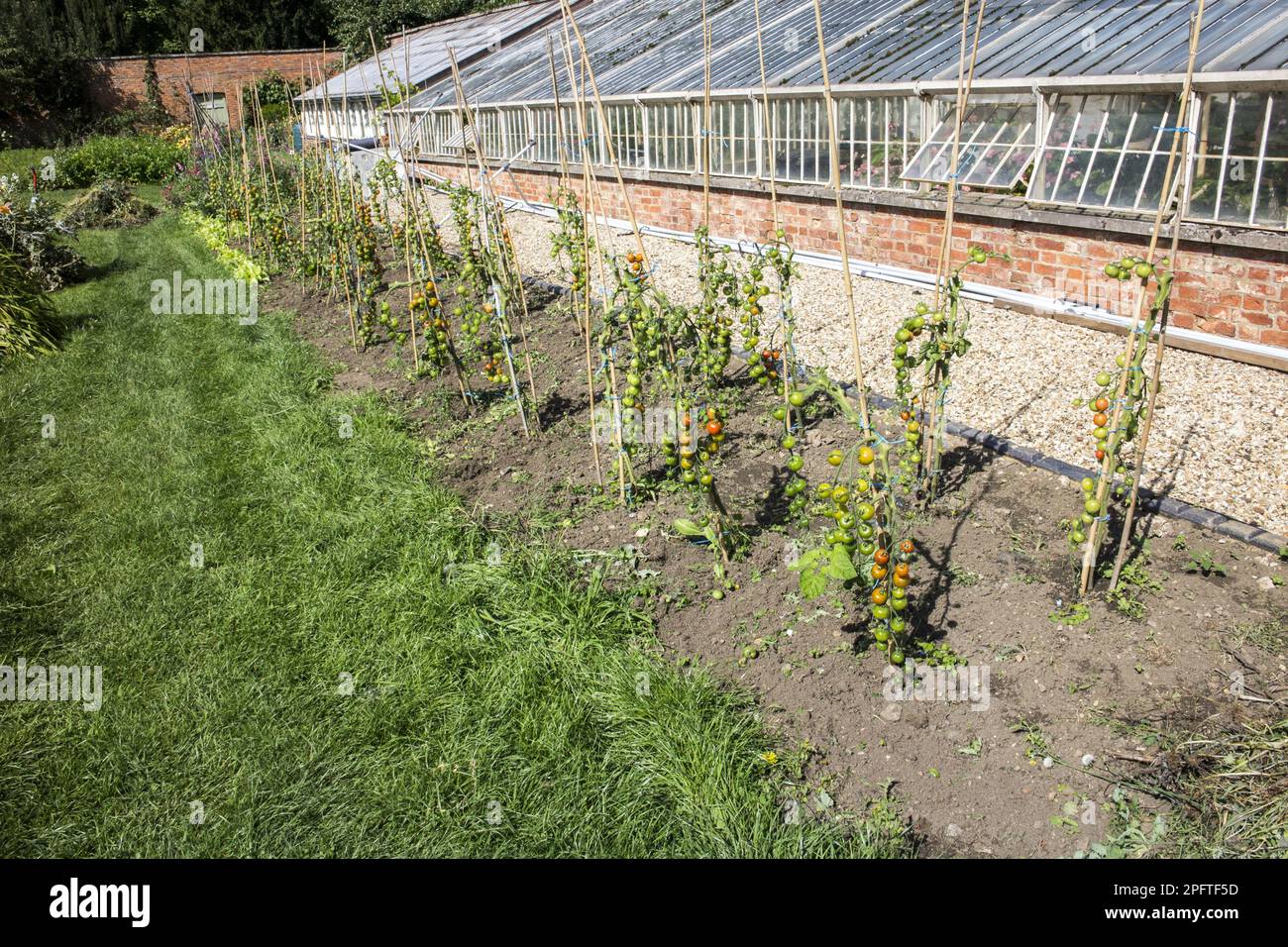 Tomato (Solanum sp.) homegrown outdoor plants, in the walled garden of