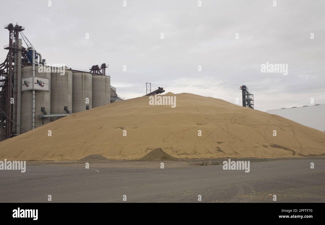 Soya Bean (Glycine max) harvested crop, dumped on ground beside full