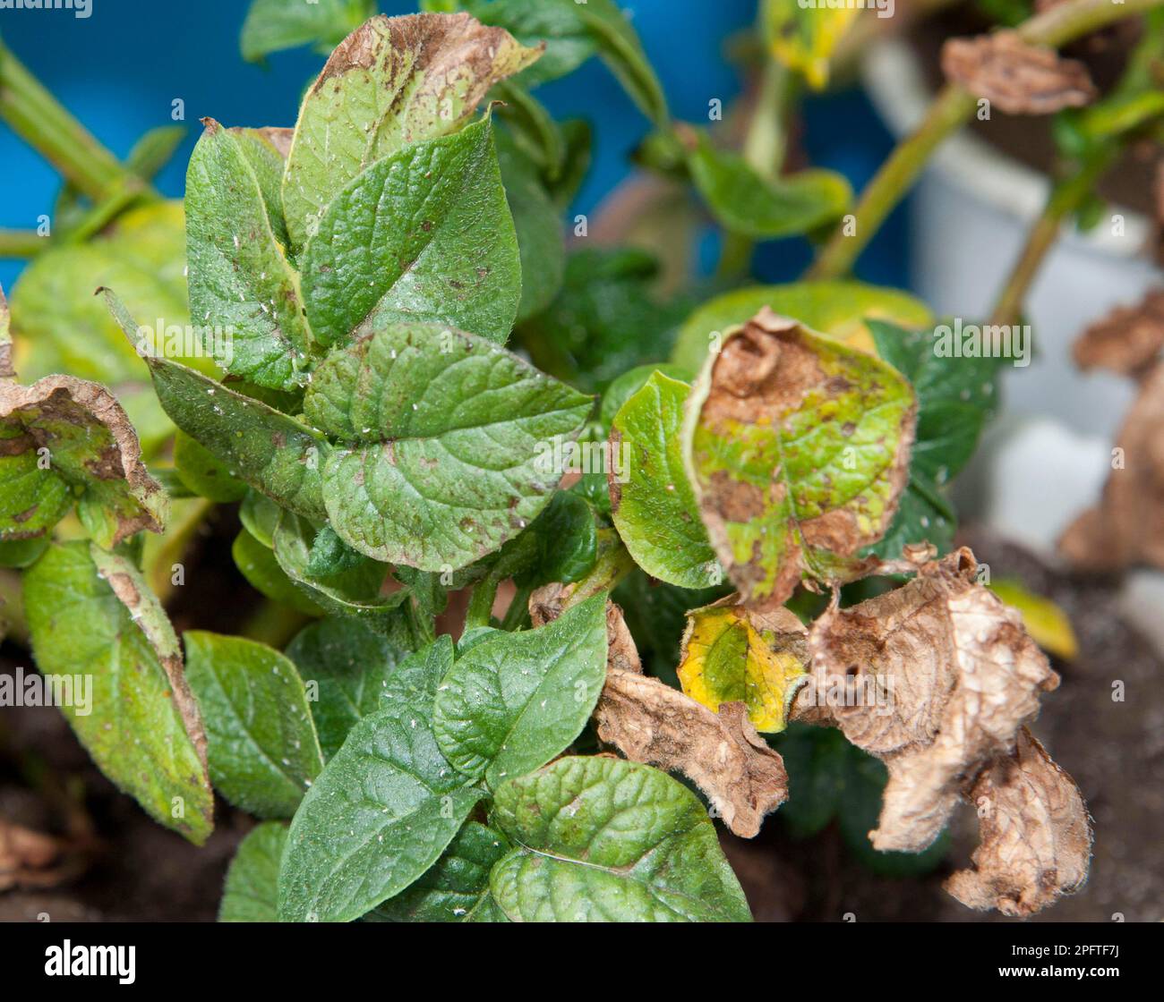 Potato, potatoes (Solanum tuberosum), Solanaceae, Potato potassium