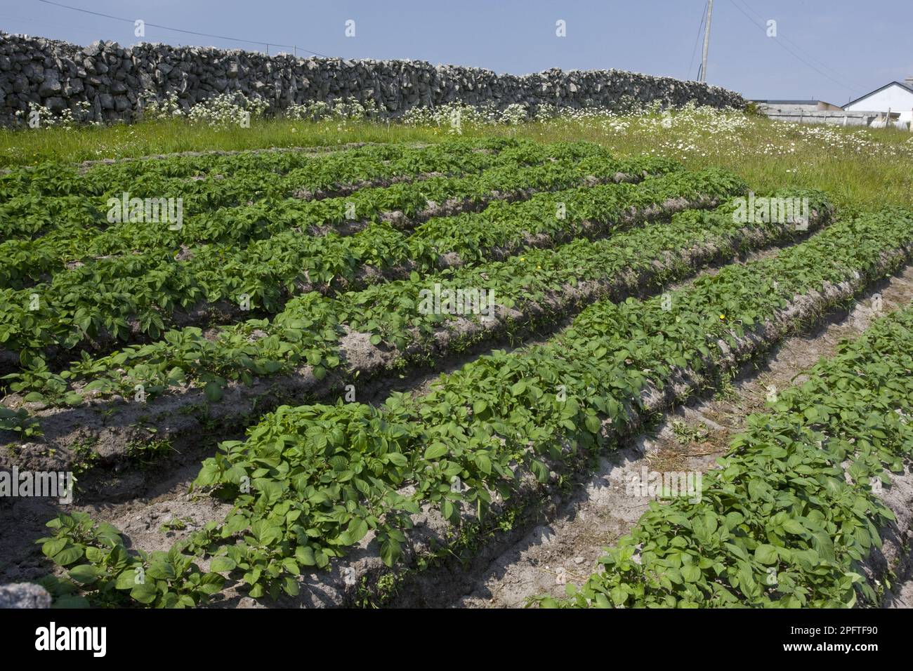 Potato lazy beds ireland hires stock photography and images Alamy