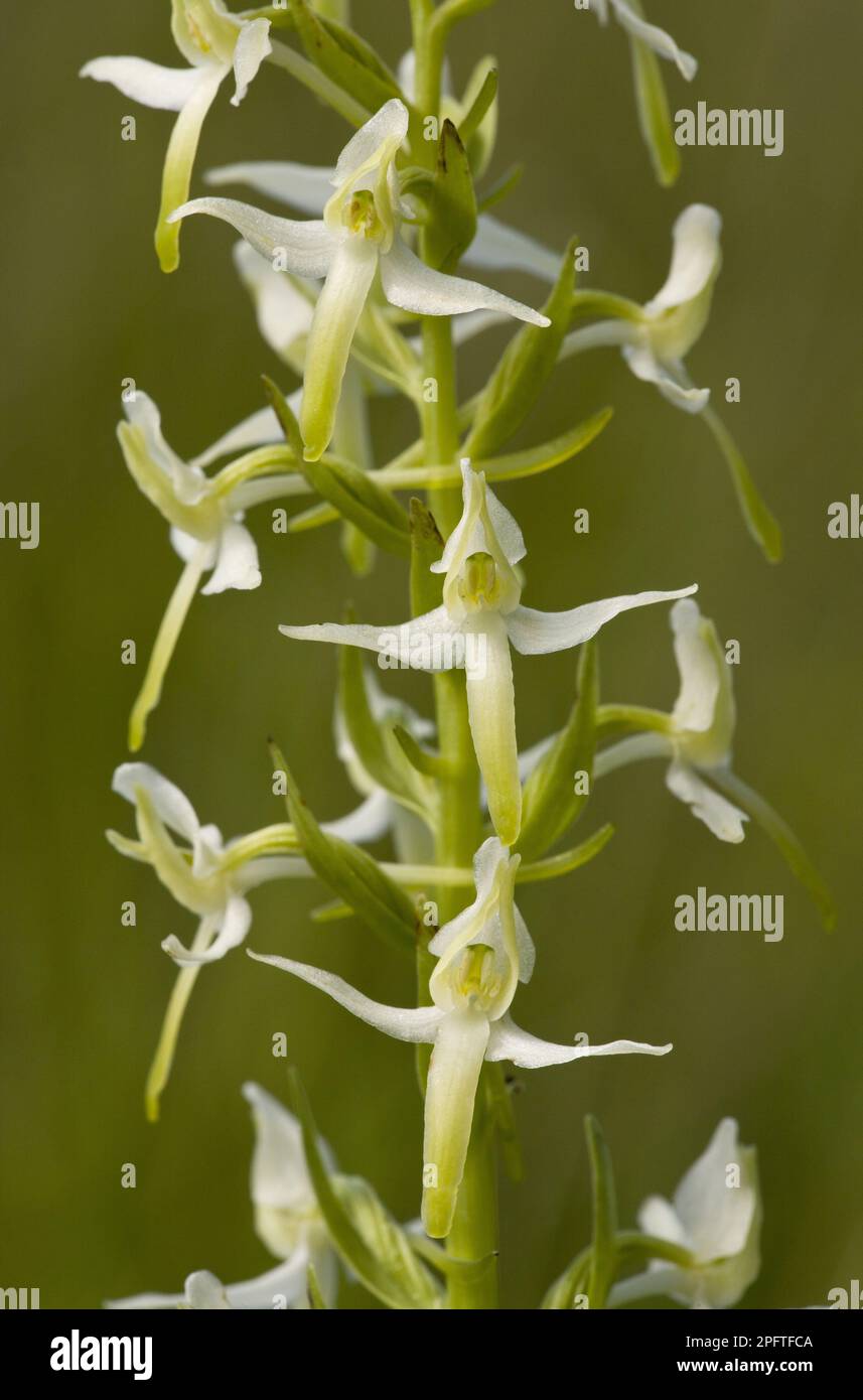 Small lesser butterfly-orchid (Platanthera bifolia), close-up of flowers, Northumberland, England, United Kingdom Stock Photo