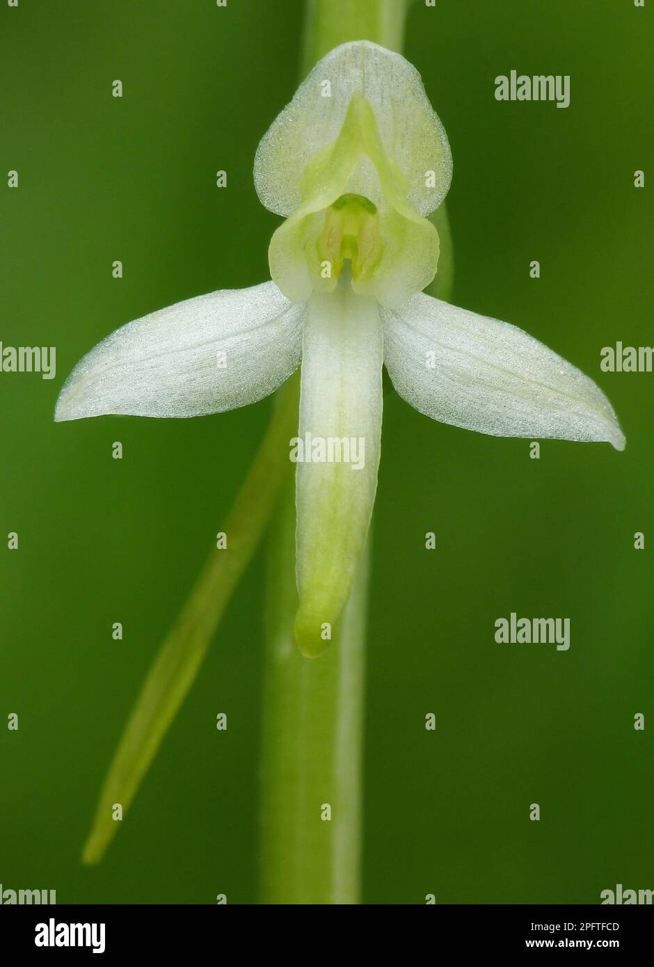 Lesser Butterfly Orchid (Platanthera bifolia) close-up of flower, Dolomites, Italian Alps, Italy Stock Photo