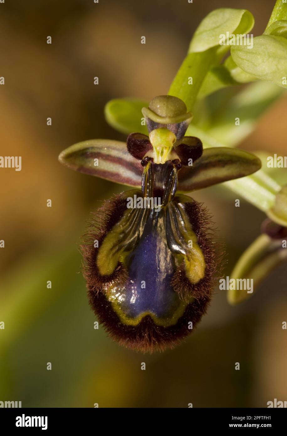 Mirror orchid (Ophrys speculum) close-up of flowers, Algarve, Portugal Stock Photo