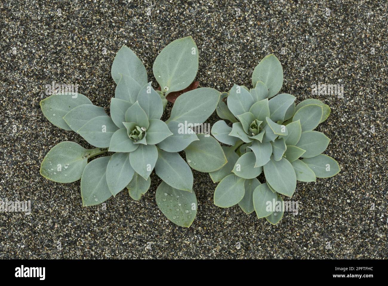 Oysterplant (Mertensia maritima) leaves, growing on sandy beach, Newfoundland, Canada Stock Photo
