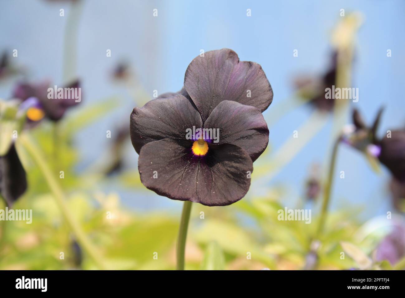 Garden pansy (Viola sp.) 'Roscastle Black', close-up of flower, in garden, Suffolk, England, United Kingdom Stock Photo